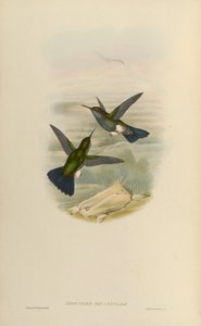 Eriocnemys lugens door John Gould